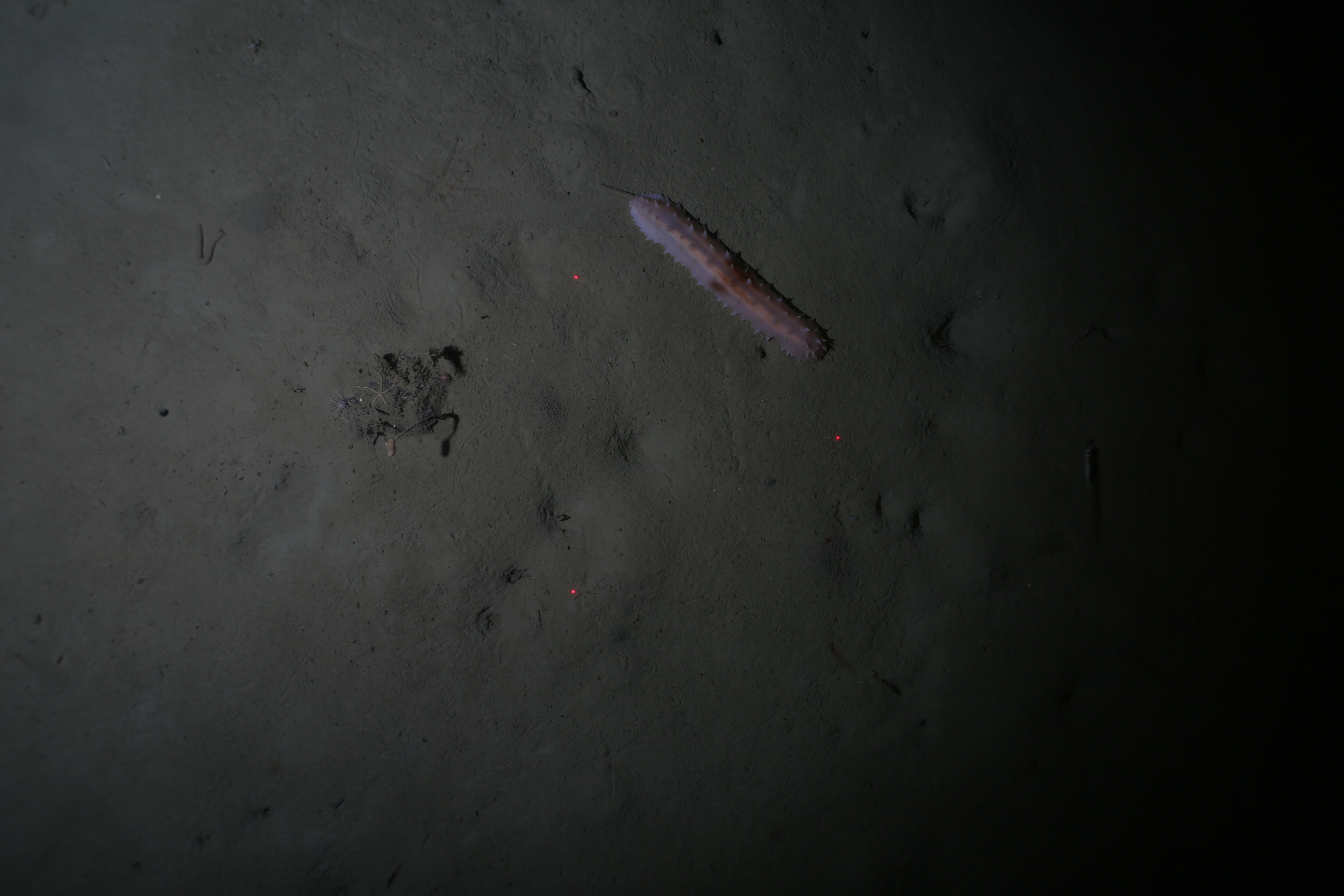 Raw Antarctic seabed survey image containing an unusual organism